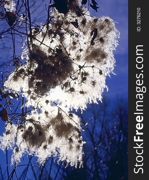 Vine with fluffy seeds that glow in the bright sun against blue sky. Vine with fluffy seeds that glow in the bright sun against blue sky