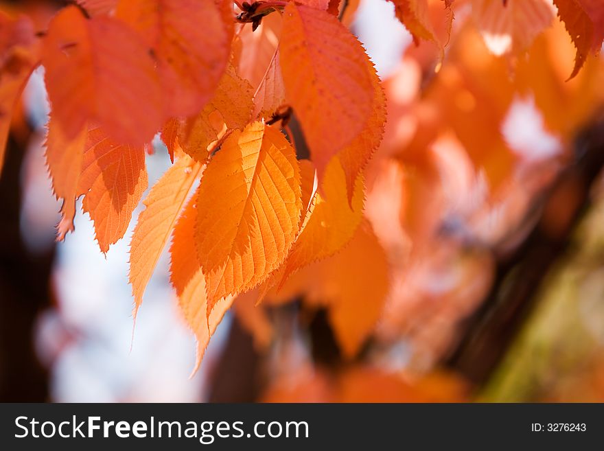 Bright orange and red autumn leaves. Bright orange and red autumn leaves