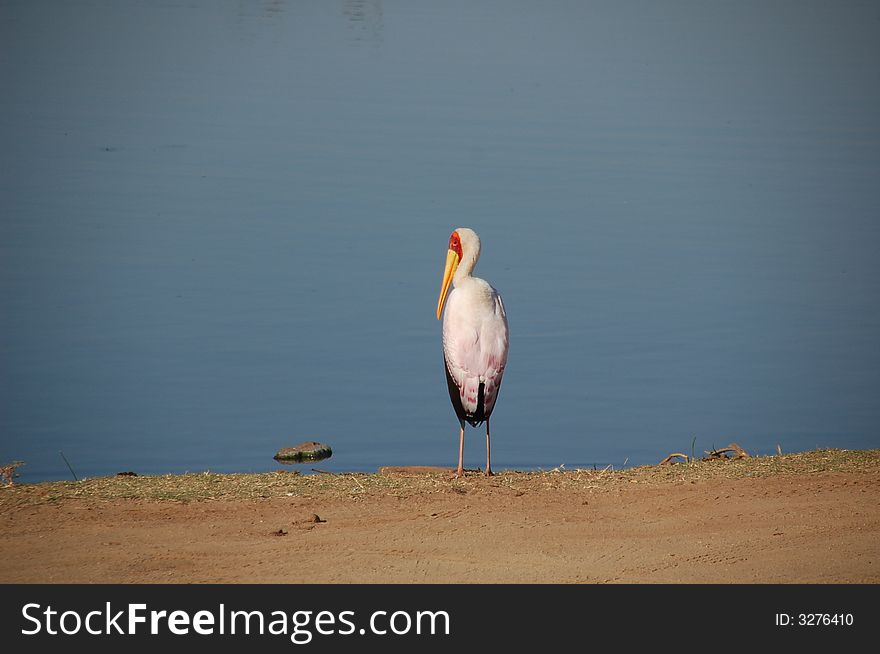 Yellowbilled Stork At Lake