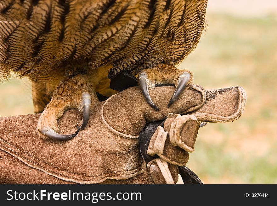 The claws of an owl holding the falconers glove