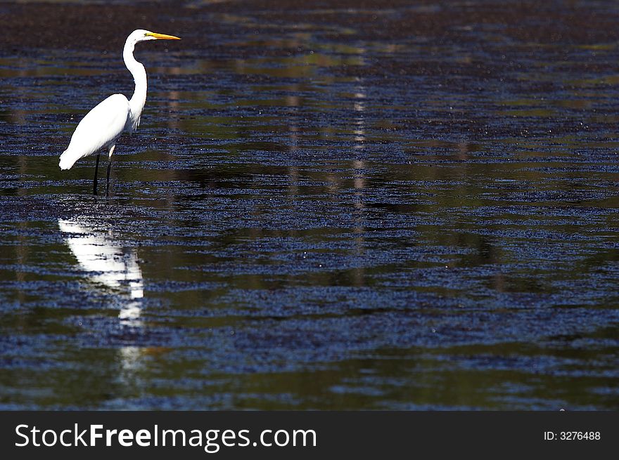 A great white egret in wildlife reserve. A great white egret in wildlife reserve