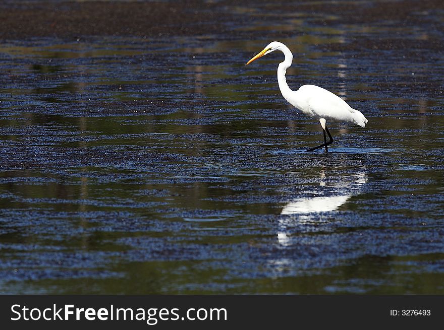 A great white egret in wildlife reserve. A great white egret in wildlife reserve