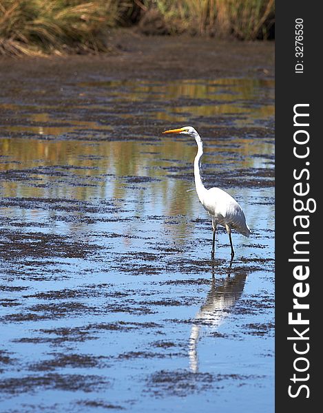 A great white egret in wildlife reserve