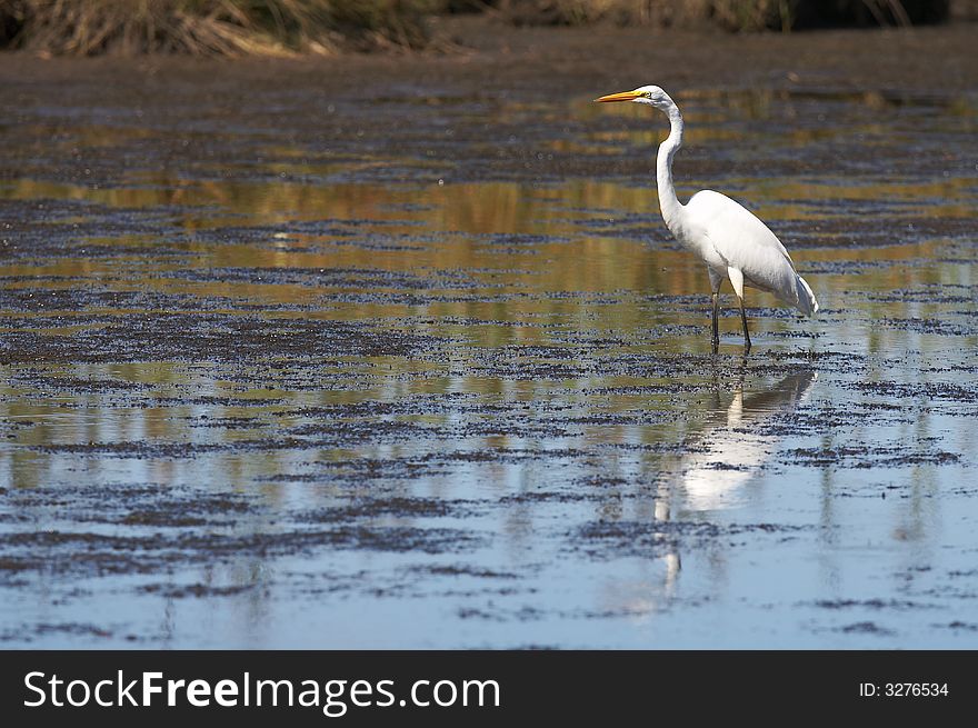 A great white egret in wildlife reserve. A great white egret in wildlife reserve