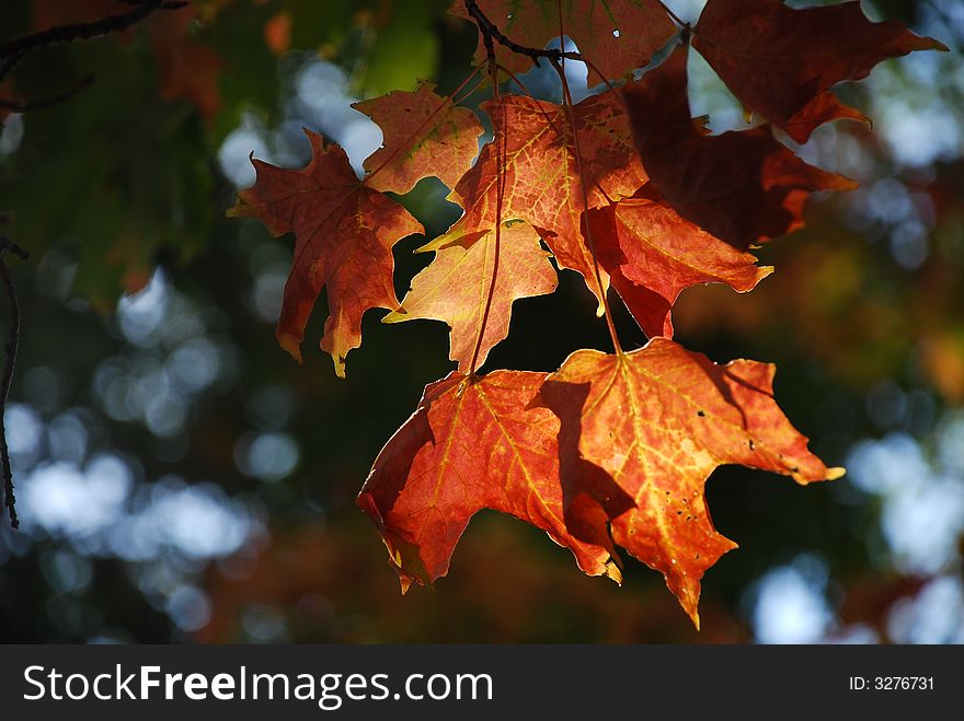 Sunlit fall maple leaves in shallow depth of field. Sunlit fall maple leaves in shallow depth of field.