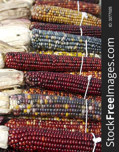 Indian corn bundled for sale at the farmer's market