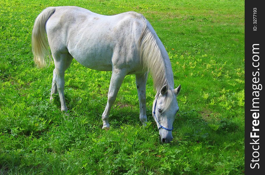 In an open pasture, a white horse enjoys an afternoon of grazing. In an open pasture, a white horse enjoys an afternoon of grazing