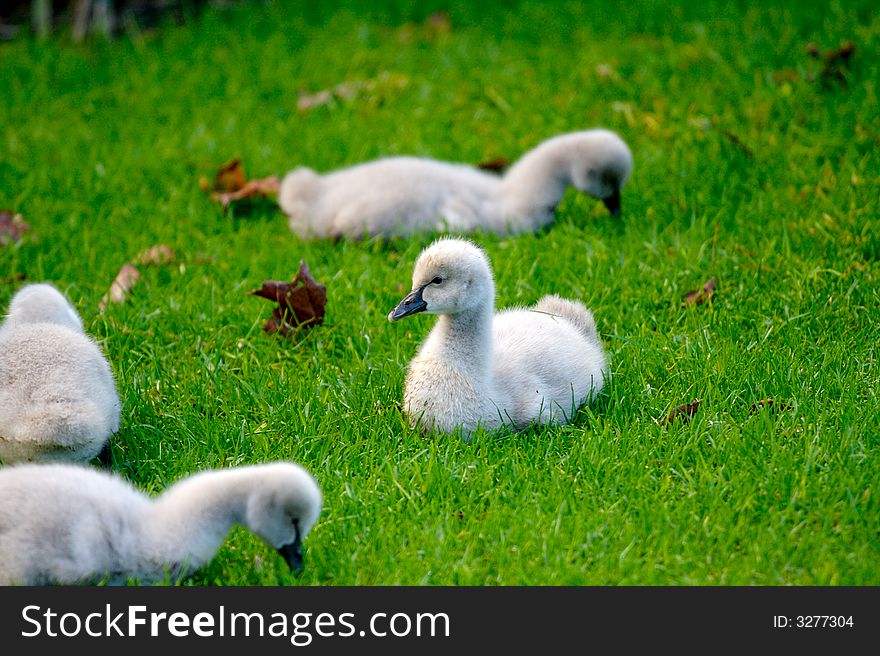 A cygnet sitting in the grass