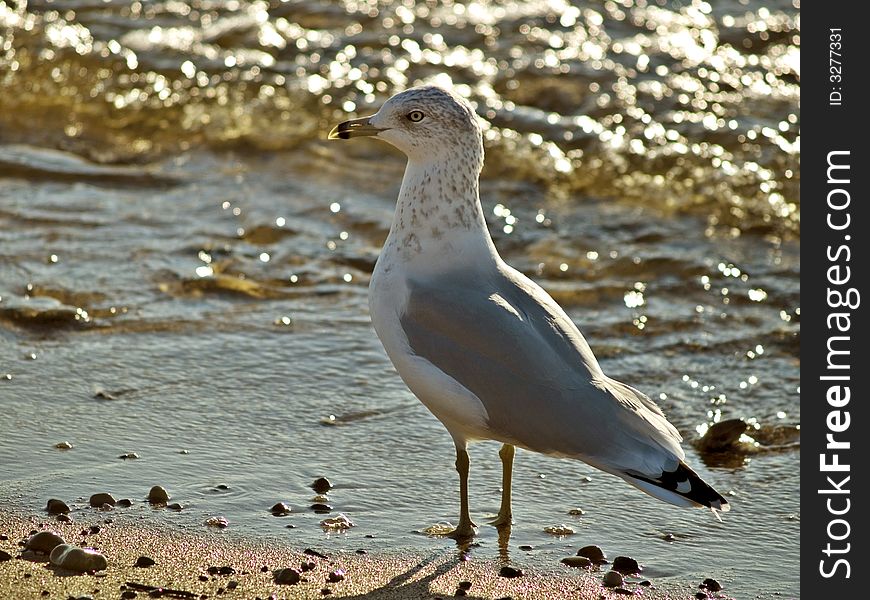 A shot I took of a seagull in seashore