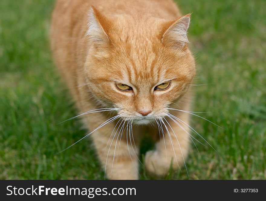 Ginger cat with evil expression