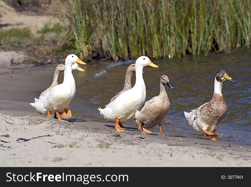 Goose family walking next to a lake