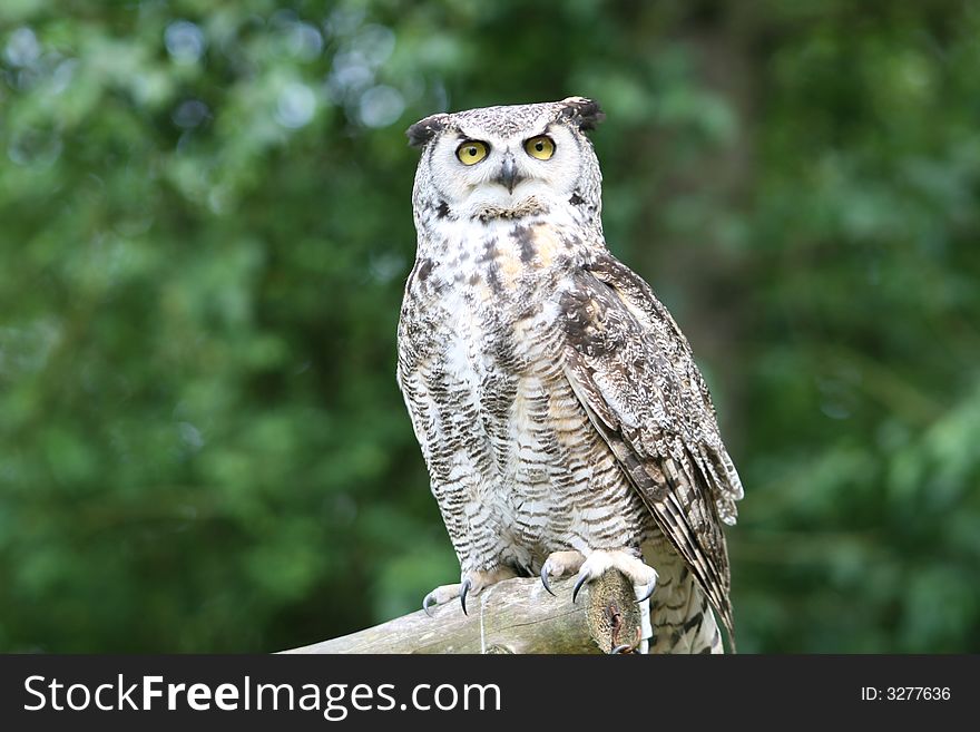 (captive) Owl perched on a log
