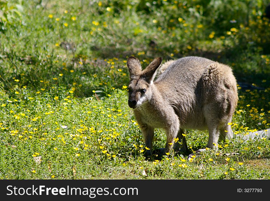 An Australian wallaby ready to pounce