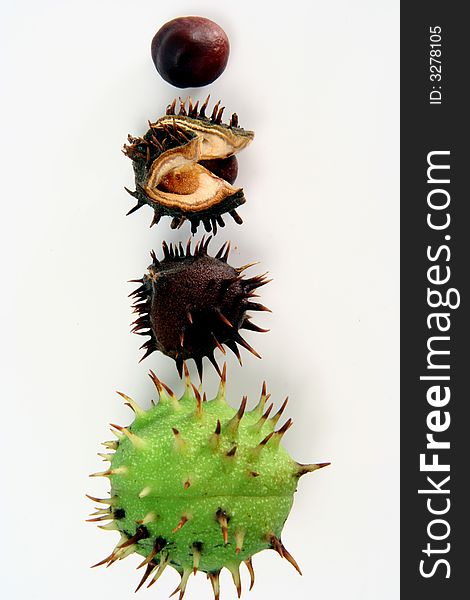 Chestnut at autumn isolated in white background