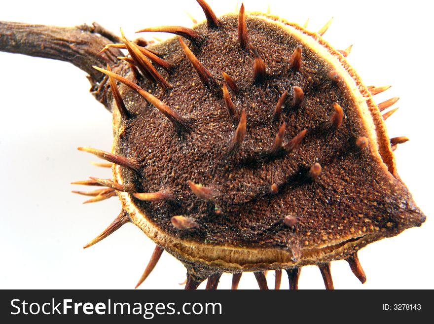 Chestnut at autumn isolated in white background