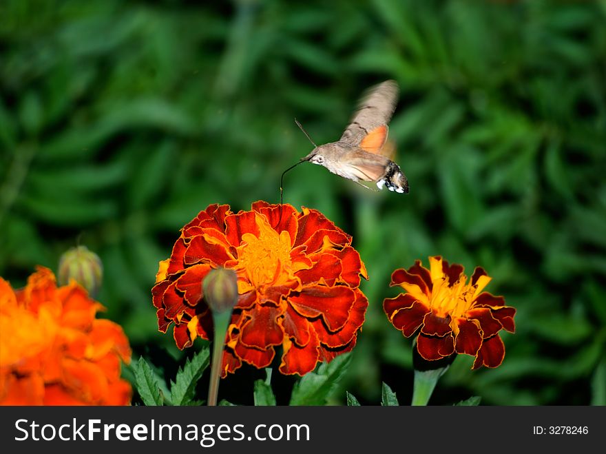 The butterfly drinks nectar from a flower of a calendula. The butterfly drinks nectar from a flower of a calendula