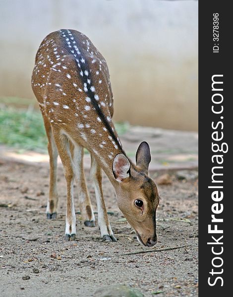 A spotted deer, or chital, native to Indian forests
