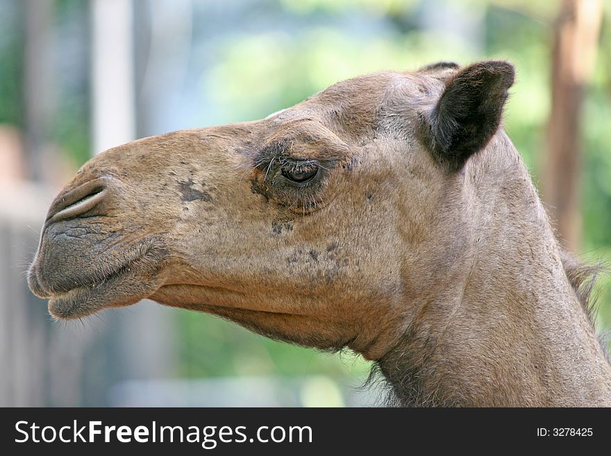 The single humped Arabian Camel