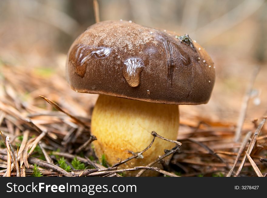 Brown autumn mushroom in pine forest. Brown autumn mushroom in pine forest