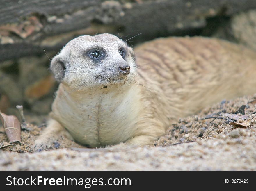 The meerkat or suricate is a small mammal and a member of the mongoose family