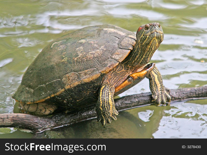 A tortoise climbs on to a branch in a pond