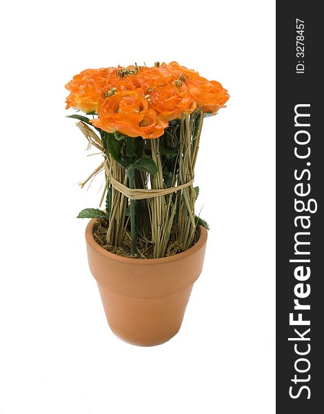 Flower in flowerpot on isolated background