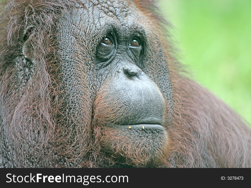 Portrait of a large orangutan