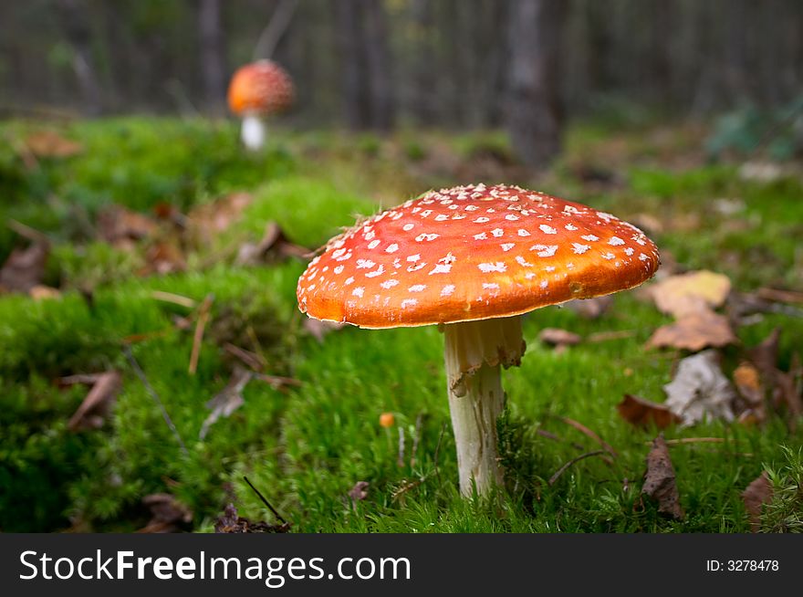 Toadstool mushroom in moss in autumn forest. Toadstool mushroom in moss in autumn forest