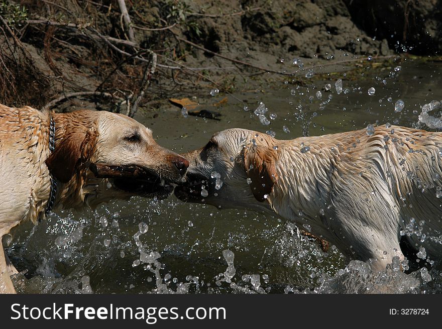 Two happy Labrador dogs playing with wooden stick. Two happy Labrador dogs playing with wooden stick