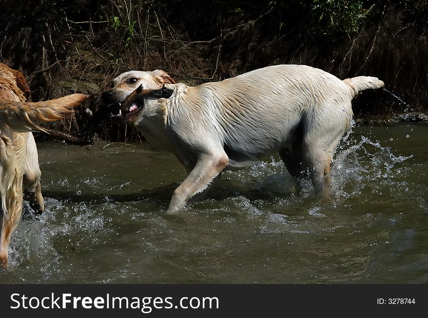 Two happy Labrador dogs playing with wooden stick in the water. Two happy Labrador dogs playing with wooden stick in the water