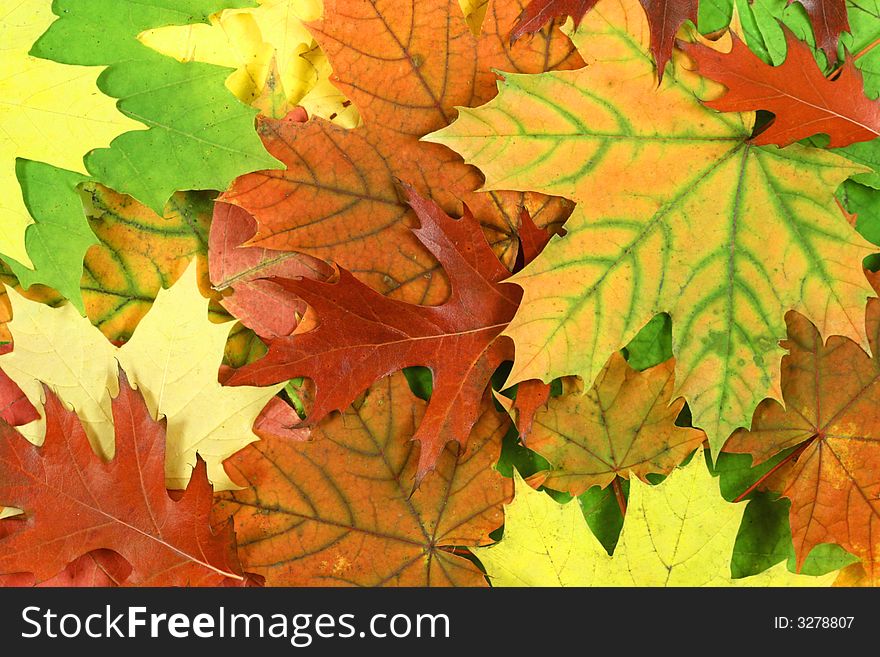 Autumn forest background. Colorful seasonal concept. Leaves texture. Autumn forest background. Colorful seasonal concept. Leaves texture.
