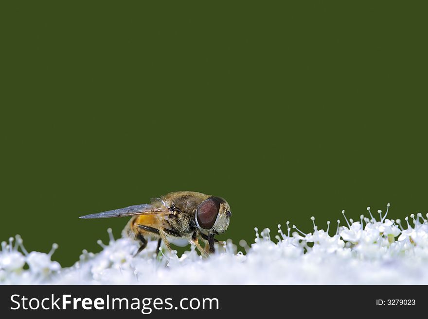 Bee on white flower with lots copy space