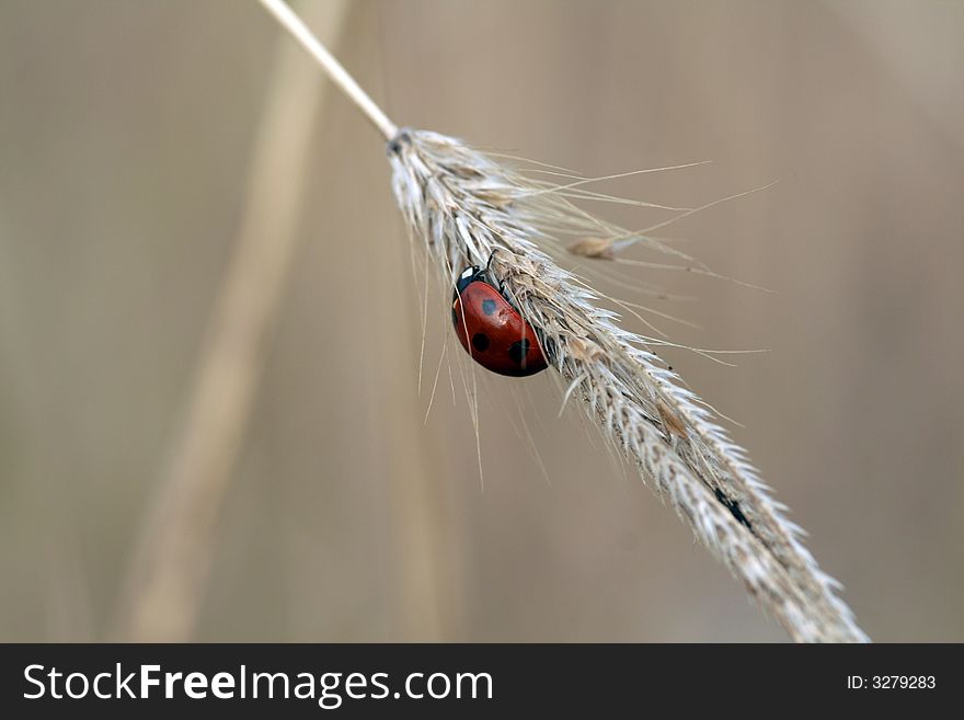 Ladybug