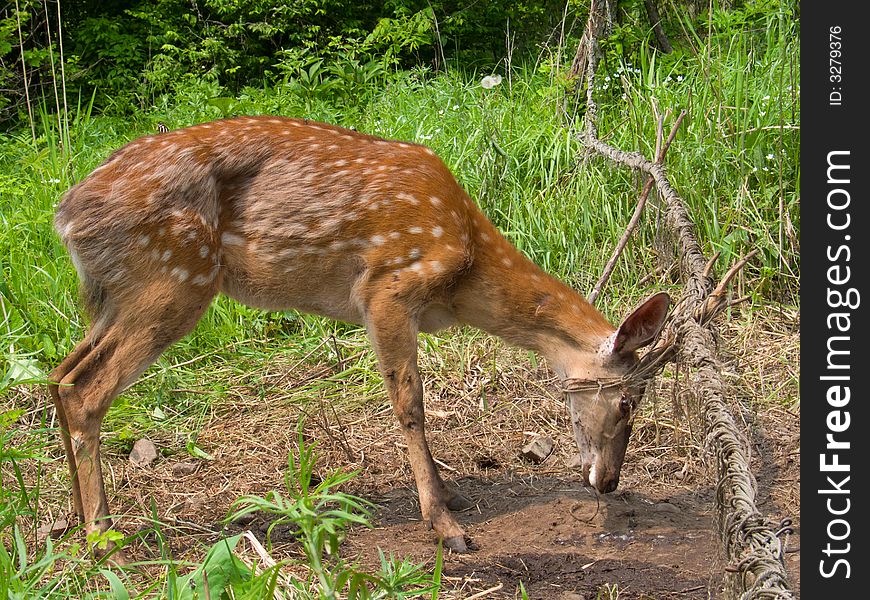 A sika (spottid) deer is afouling with its horns in net. Russian Far East, Primorye. A sika (spottid) deer is afouling with its horns in net. Russian Far East, Primorye.