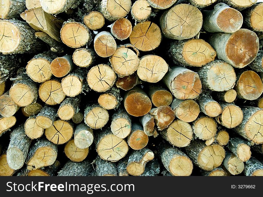 Texture of freshly cut tree trunks. Texture of freshly cut tree trunks