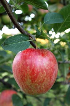 Apple-tree Branch Royalty Free Stock Photo