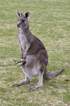 Grey Kangaroo With Confused Joey Stock Image Grey Kangaroo With Confused Joey Stock Image