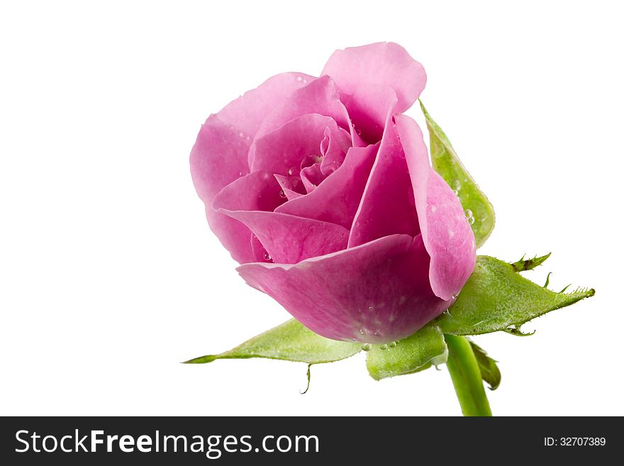 Purple roses isolated on white. Purple roses isolated on white