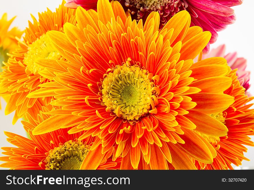 Image of gerbera flowers closeup