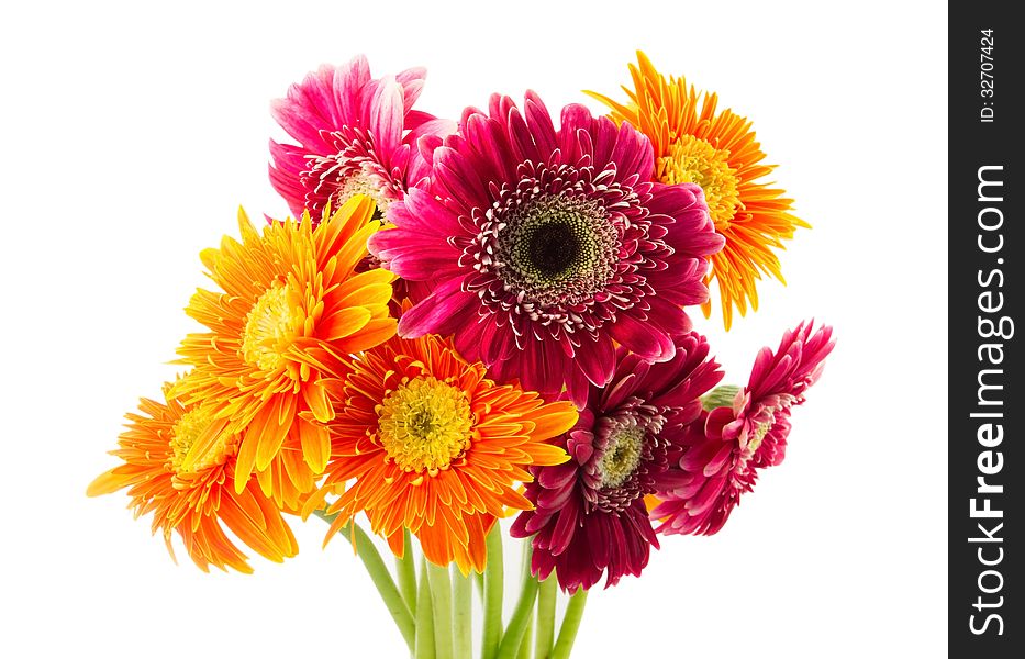 Gerbera flowers isolated on white