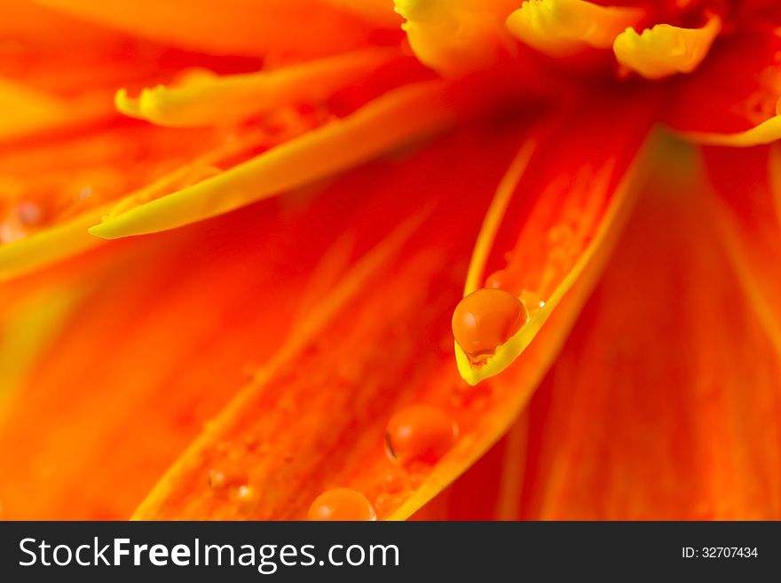 Close-up of drops on gerbera petal. Close-up of drops on gerbera petal