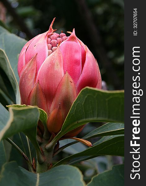 I believe this is the bud of a Waratah which is an Australian wildflower. I believe this is the bud of a Waratah which is an Australian wildflower