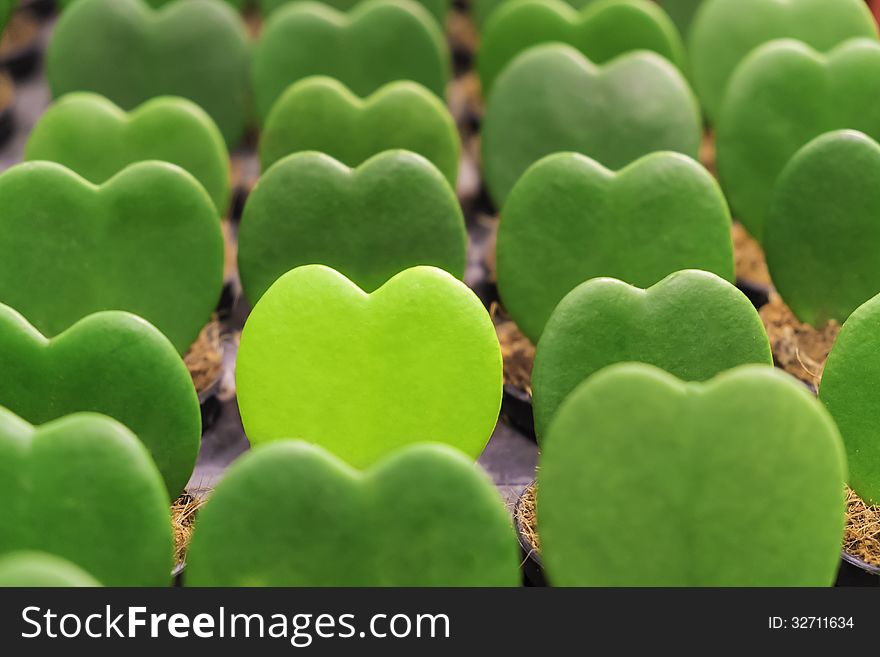 Group of green heart shape plant in row with one light green stand out