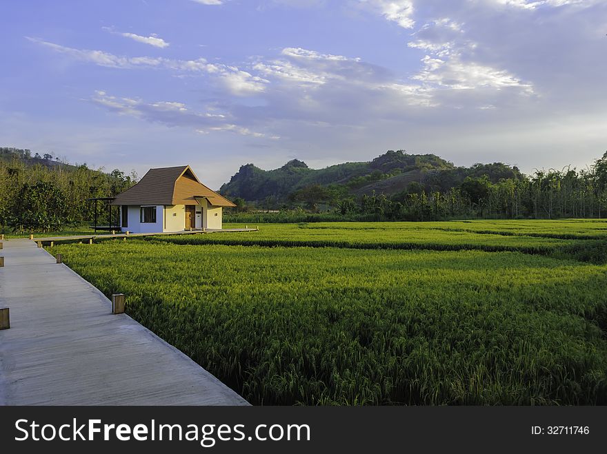 Walk way along rice field to oriental style house in green environment. Walk way along rice field to oriental style house in green environment