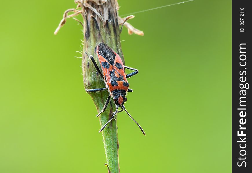 Plant bug (Corizus hyoscyami) on a flower.