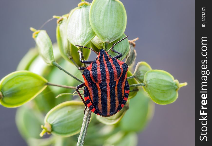 Striped shieldbug (Graphosoma lineatum) oa a green plant. Striped shieldbug (Graphosoma lineatum) oa a green plant.