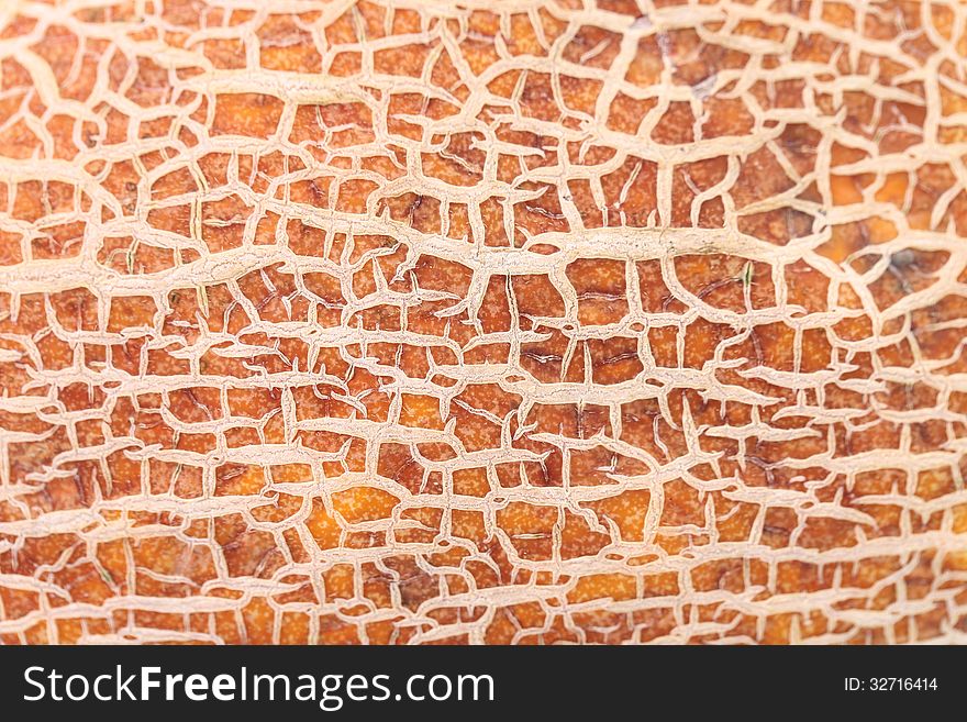 Melon Skin Texture Close Up.