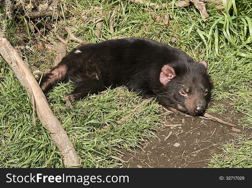 Tasmanian Devils are often thought of as agressive and active but not, as this example shows, during the warmth of the afternoon. Tasmanian Devils are often thought of as agressive and active but not, as this example shows, during the warmth of the afternoon