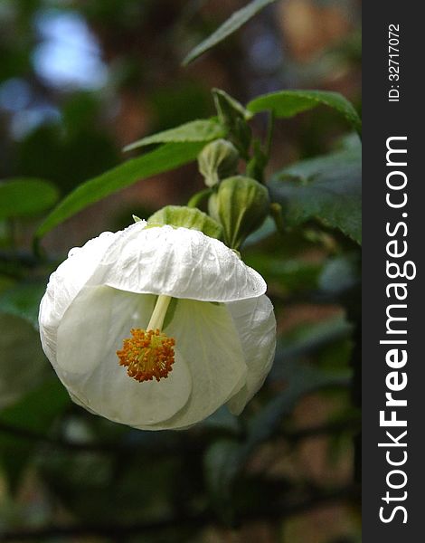 White flower looks like bell or ballerina with skirt twirling. White flower looks like bell or ballerina with skirt twirling