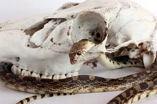 Snake And Skull Stock Images Snake And Skull Stock Images
